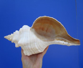 14-1/2 inches Huge Horse Conch Shell - Buy this one for $61.99