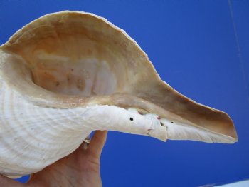 14-1/2 inches Huge Horse Conch Shell - Buy this one for $61.99