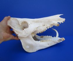 12-1/2 inches Authentic Georgia Wild Boar, Hog Skull with 3-1/2 inches Tusks- Buy this one for $74.99