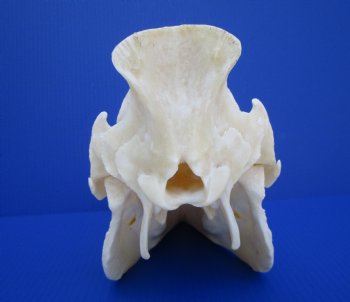 12-1/2 inches Authentic Georgia Wild Boar, Hog Skull with 3-1/2 inches Tusks- Buy this one for $74.99