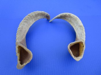 Two African Merino Ram, Sheep Horns 14-3/4 and 14-7/8 inches (1 right, 1 left) - Buy these for $12.75 each