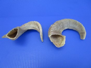 Two African Merino Ram, Sheep Horns 13-1/4 and 12-3/4 inches - Buy these for $12.75 each