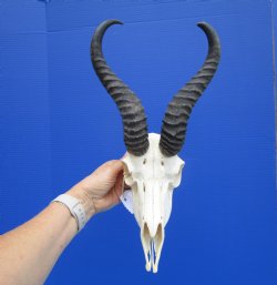 Male African Springbok Skull with 10 and 11-3/4 inches Horns - Buy this one for $79.99