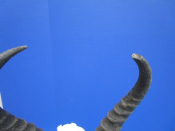 Male African Springbok Skull with 10 and 11-3/4 inches Horns - Buy this one for $79.99