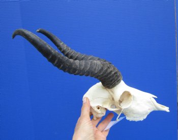 Male African Springbok Skull with 10 and 11-3/4 inches Horns - Buy this one for $79.99