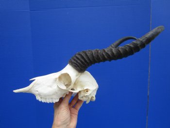 Male African Springbok Skull with 10 and 11-3/4 inches Horns - Buy this one for $79.99