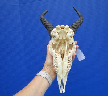 Male African Springbok Skull with 10 and 11-3/4 inches Horns - Buy this one for $79.99