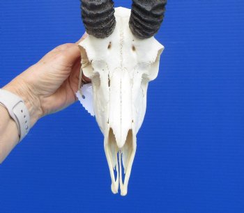 Male African Springbok Skull with 10 and 11-3/4 inches Horns - Buy this one for $79.99