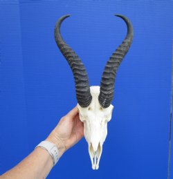 Male African Springbok Skull with 11 inches Horns <font color=red> Good Quality</font> - Buy this one for $79.99