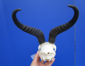 Male African Springbok Skull with 11 inches Horns <font color=red> Good Quality</font> - Buy this one for $79.99