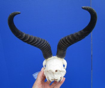 Male African Springbok Skull with 11 inches Horns <font color=red> Good Quality</font> - Buy this one for $79.99