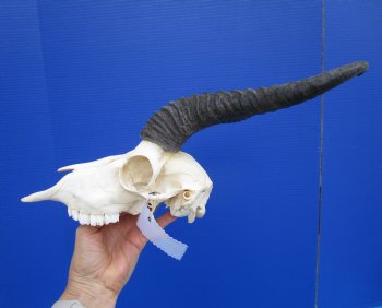 Male African Springbok Skull with 11 inches Horns <font color=red> Good Quality</font> - Buy this one for $79.99