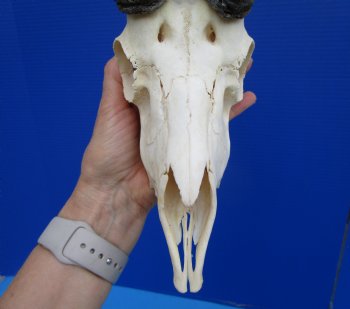 Male African Springbok Skull with 11 inches Horns <font color=red> Good Quality</font> - Buy this one for $79.99