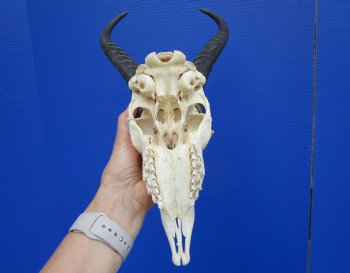 Male African Springbok Skull with 11 inches Horns <font color=red> Good Quality</font> - Buy this one for $79.99