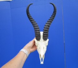 Male African Springbok Skull with 10-1/2 inches Horns <font color=red> Grade A</font> - Buy this one for $79.99
