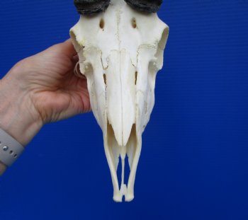 Male African Springbok Skull with 10-1/2 inches Horns <font color=red> Grade A</font> - Buy this one for $79.99