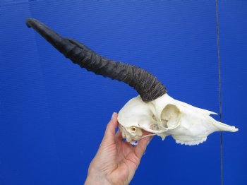 Male African Springbok Skull with 10-1/2 inches Horns <font color=red> Grade A</font> - Buy this one for $79.99