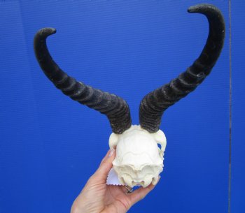 Male African Springbok Skull with 10-1/2 inches Horns <font color=red> Grade A</font> - Buy this one for $79.99