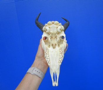 Male African Springbok Skull with 10-1/2 inches Horns <font color=red> Grade A</font> - Buy this one for $79.99