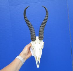 Male African Springbok Skull with 10-1/2 inches Horns <font color=red> Good Quality</font> - Buy this one for $79.99