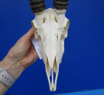 Male African Springbok Skull with 10-1/2 inches Horns <font color=red> Good Quality</font> - Buy this one for $79.99