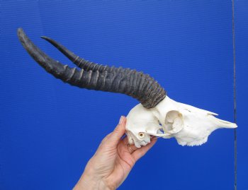 Male African Springbok Skull with 10-1/2 inches Horns <font color=red> Good Quality</font> - Buy this one for $79.99