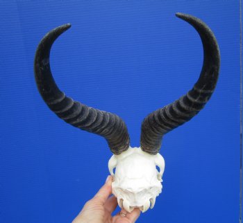 Male African Springbok Skull with 10-1/2 inches Horns <font color=red> Good Quality</font> - Buy this one for $79.99