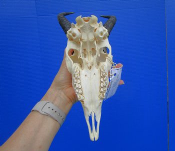 Male African Springbok Skull with 10-1/2 inches Horns <font color=red> Good Quality</font> - Buy this one for $79.99