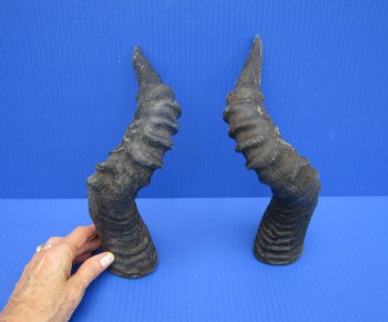 2 Single Red Hartebeest Horns 15 and 15-1/4 inches (1 right, 1 left) -  Buy these for $15 each