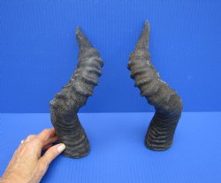 2 Single Red Hartebeest Horns 15 and 15-1/4 inches (1 right, 1 left) -  Buy these for $15 each