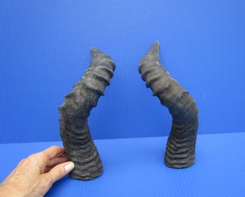 2 Single Red Hartebeest Horns 15 and 15-1/4 inches (1 right, 1 left) -  Buy these for $15 each