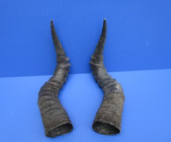2 Single Red Hartebeest Horns 15 and 15-1/4 inches (1 right, 1 left) -  Buy these for $15 each