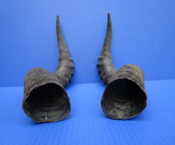 2 Single Red Hartebeest Horns 15 and 15-1/4 inches (1 right, 1 left) -  Buy these for $15 each