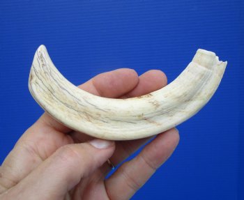 6-7/8 inches African Warthog Tusk, <font color=red> 5-7/8 inches Solid </font> for $19.99