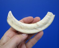 6-7/8 inches African Warthog Tusk, <font color=red> 5-7/8 inches Solid </font> for $19.99