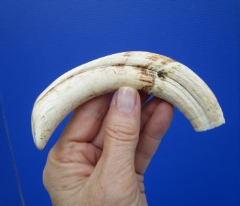 6-7/8 inches African Warthog Tusk, <font color=red> 5-7/8 inches Solid </font> for $19.99