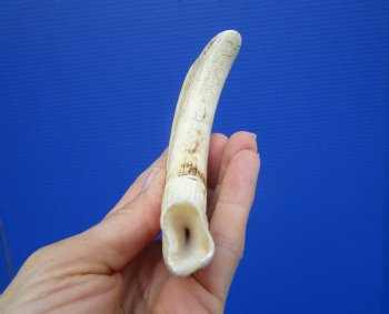 6-7/8 inches African Warthog Tusk, <font color=red> 5-7/8 inches Solid </font> for $19.99