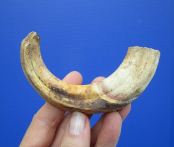 6-3/4 inches African Warthog Tusk, <font color=red> 4-1/2 inches Solid </font> for $19.99