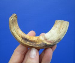 6-3/4 inches African Warthog Tusk, <font color=red> 4-1/2 inches Solid </font> for $19.99