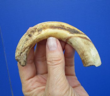 6-3/4 inches African Warthog Tusk, <font color=red> 4-1/2 inches Solid </font> for $19.99