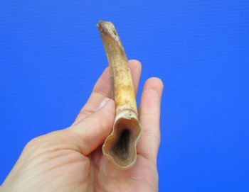 6-3/4 inches African Warthog Tusk, <font color=red> 4-1/2 inches Solid </font> for $19.99