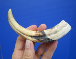 6-1/2 inches African Warthog Tusk, <font color=red> 5 inches Solid </font> for $19.99