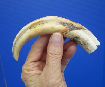 6-1/2 inches African Warthog Tusk, <font color=red> 5 inches Solid </font> for $19.99