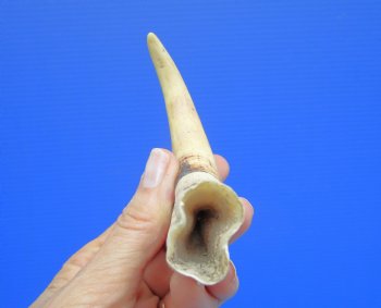 6-1/2 inches African Warthog Tusk, <font color=red> 5 inches Solid </font> for $19.99