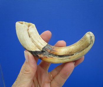 6-1/2 inches African Warthog Tusk, <font color=red> 5-1/4 inches Solid </font> for $19.99