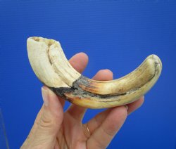 6-1/2 inches Africa...
