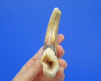 6-1/2 inches African Warthog Tusk, <font color=red> 5-1/4 inches Solid </font> for $19.99