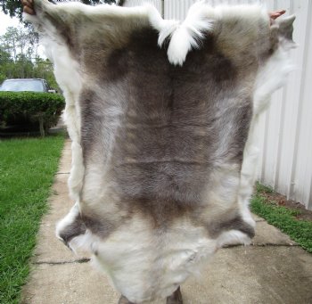 Finland Reindeer Hide, Skin, Fur with Blend of Tans, Brown, White 45 by 45 inches for $144.99