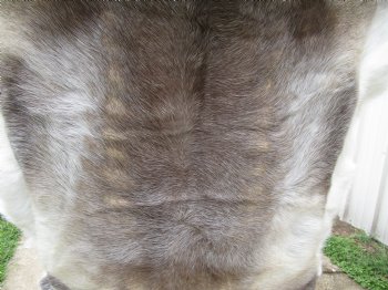 Finland Reindeer Hide, Skin, Fur with Blend of Tans, Brown, White 45 by 45 inches for $144.99