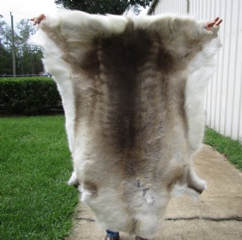 Finland Reindeer Hide, Skin, Fur with Blend of Tans, Brown, White 44-1/2 by 43 inches 
